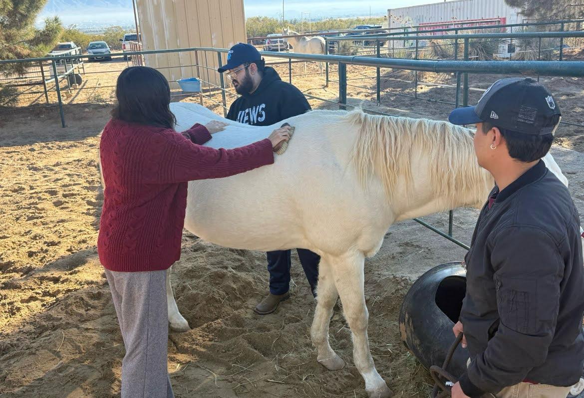 compadres horse therapy
